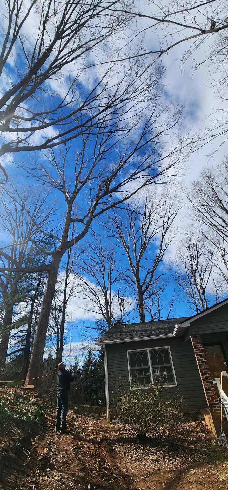 A person stands near a small cabin on a sunny day. Tall trees with bare branches reach towards a bright blue sky.