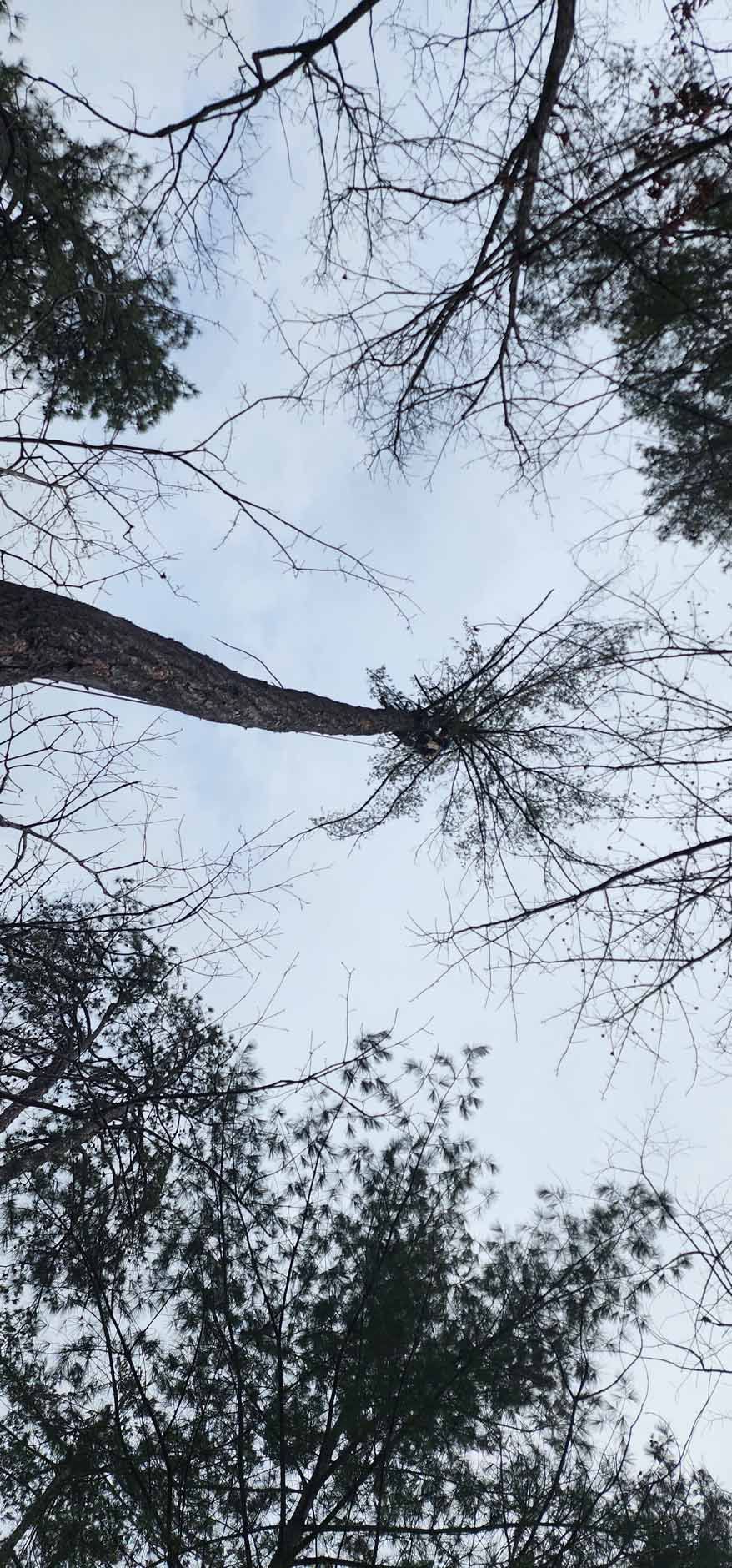 A view looking up through bare tree branches toward a cloudy sky.