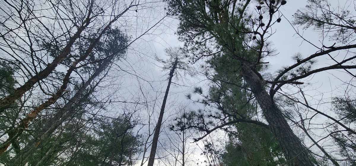 Looking up at tall trees with bare branches and some green needles against a cloudy sky.