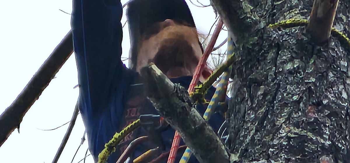 A person in a blue jacket climbing a tree with red rope in a forest.