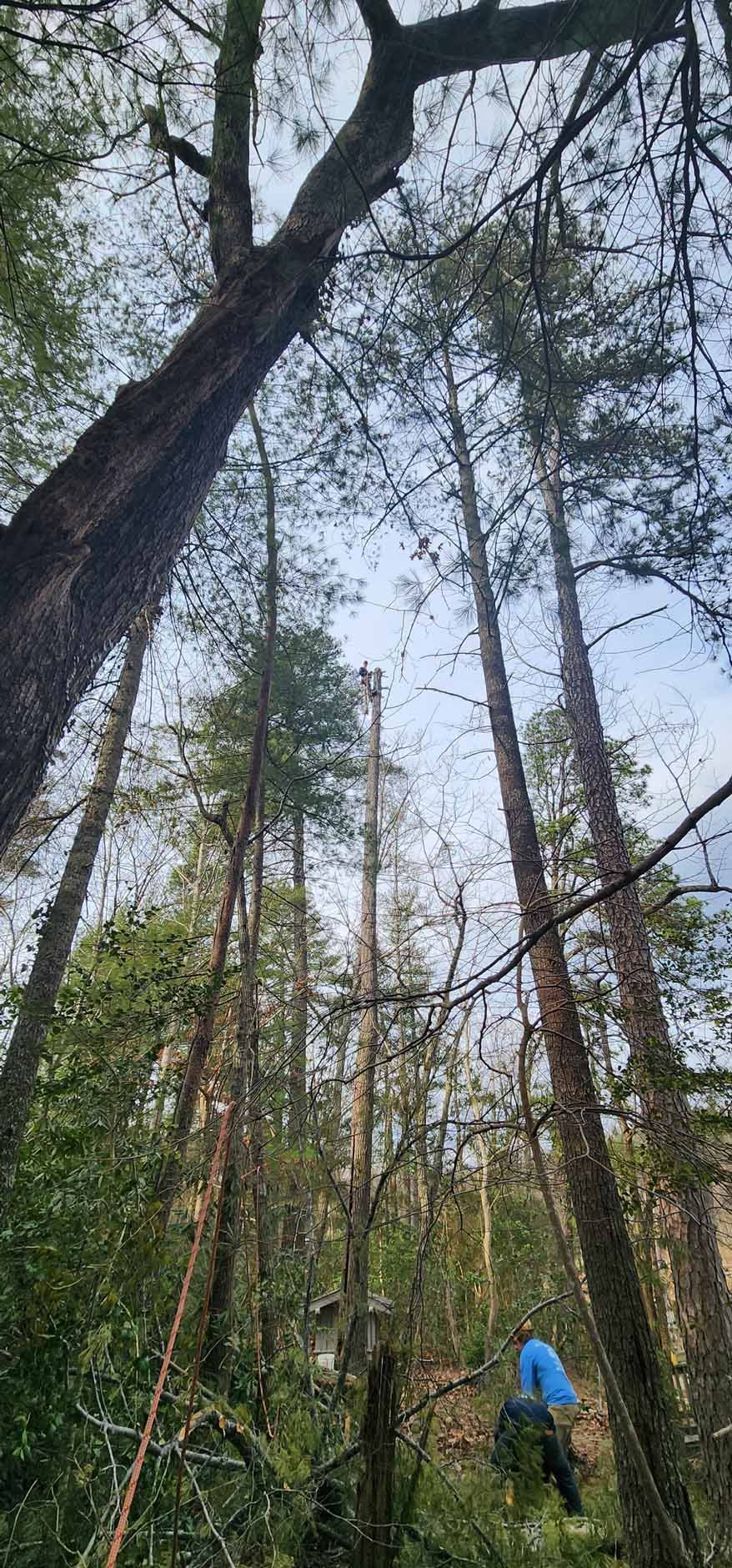 Tall trees reaching towards the sky, with a person in blue standing below. Forest.