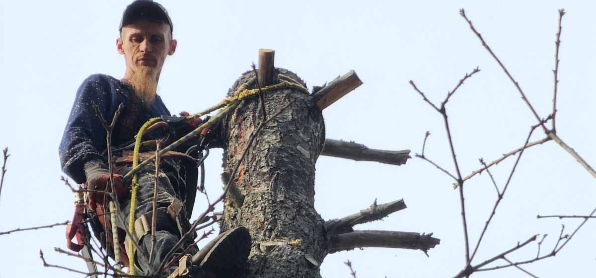 Man in a tree, wearing safety harness, preparing to cut branches. Sky is visible in the background.