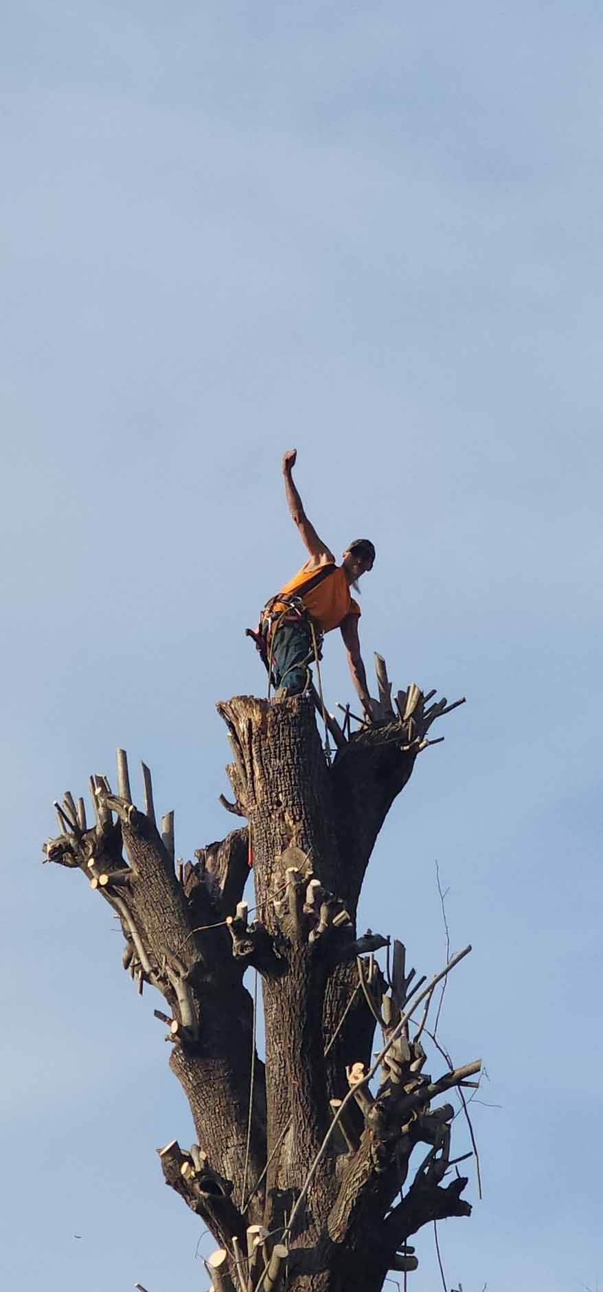 A tree service worker standing on a pruned tree trunk, arm raised, under a blue sky.