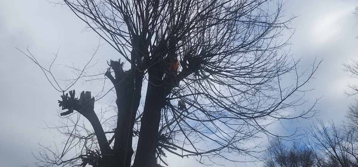 Bare tree branches against a cloudy, light blue sky.