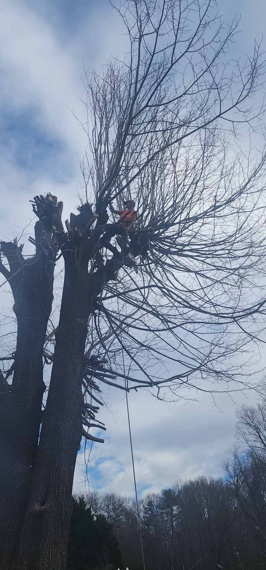 A tall tree being trimmed, with a rope hanging down against a cloudy sky.