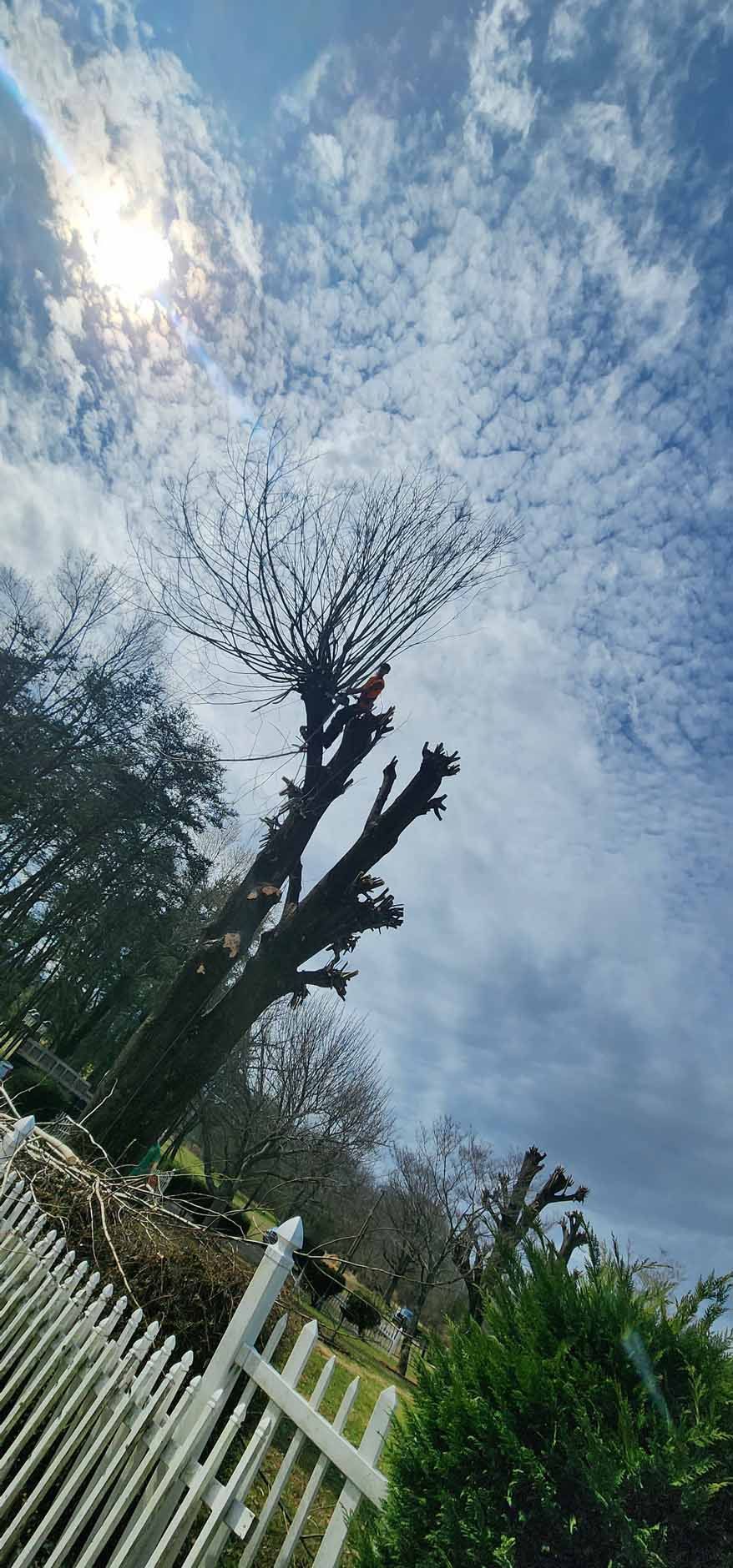 A tall tree with pruned branches under a cloudy sky. White picket fence and green bushes in the foreground.
