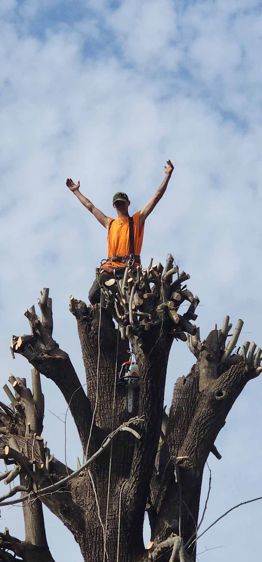 Person in safety gear on top of a tree with arms raised against a blue sky.