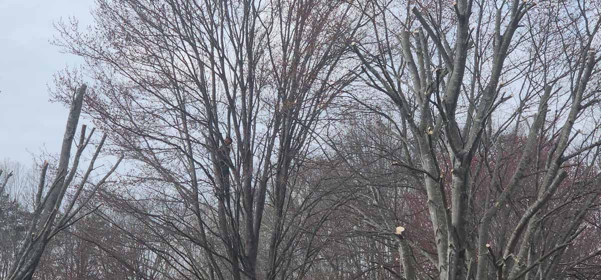 Bare trees against a cloudy sky, possibly winter.