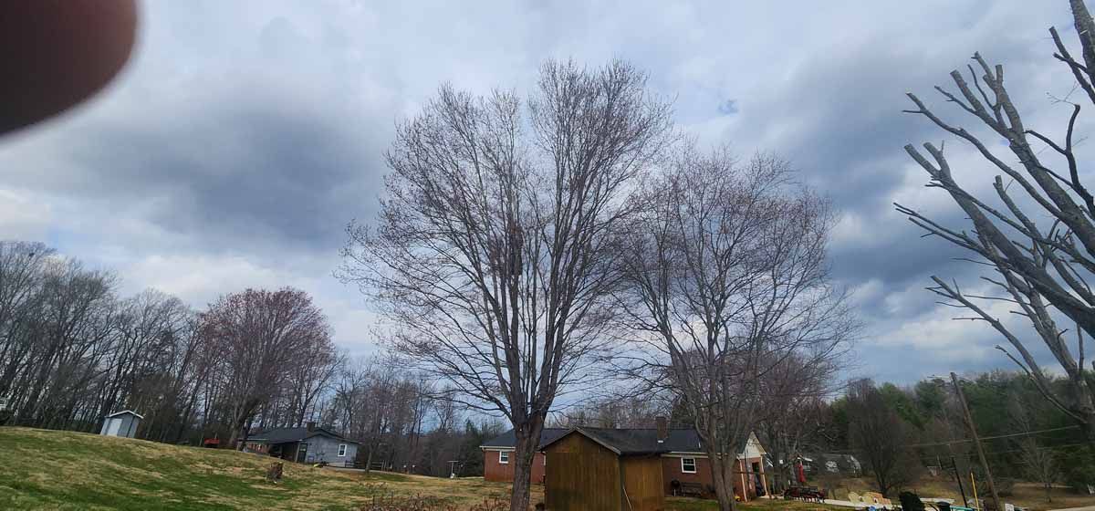 Bare trees against a cloudy sky with a small wooden building in the foreground.