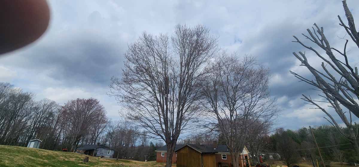 Cloudy sky over bare trees and some small buildings.