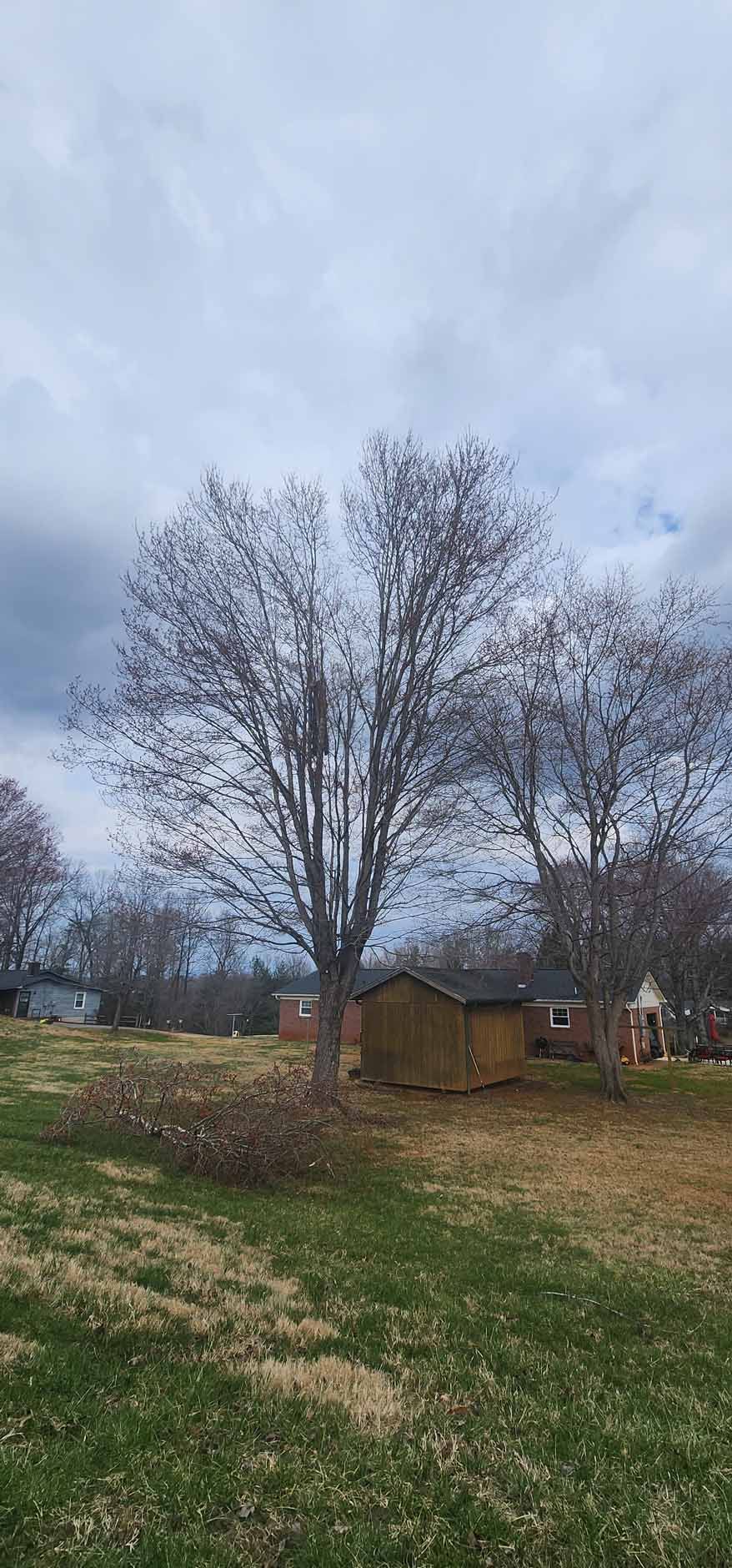 A bare tree in a grassy yard with a small shed and overcast sky.