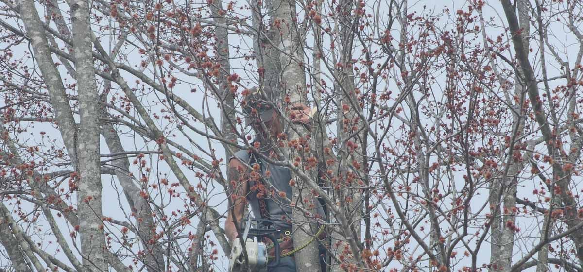 A person dressed in camouflage is hiding in a tree, surrounded by bare branches and sparse red leaves.