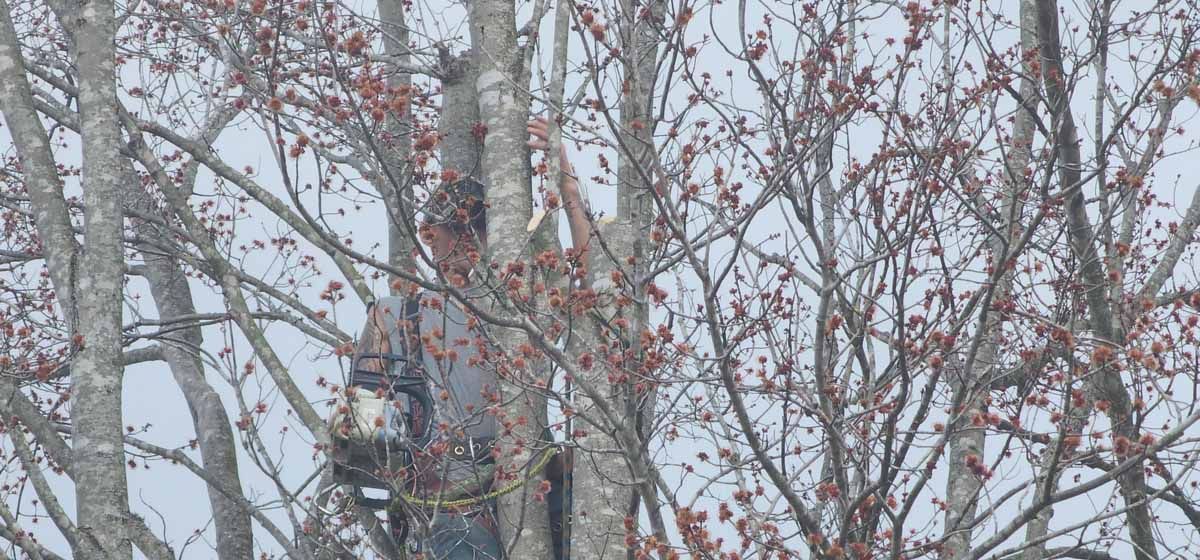 Bald eagle perched in a tree nest, winter landscape with leafless branches and gray sky.