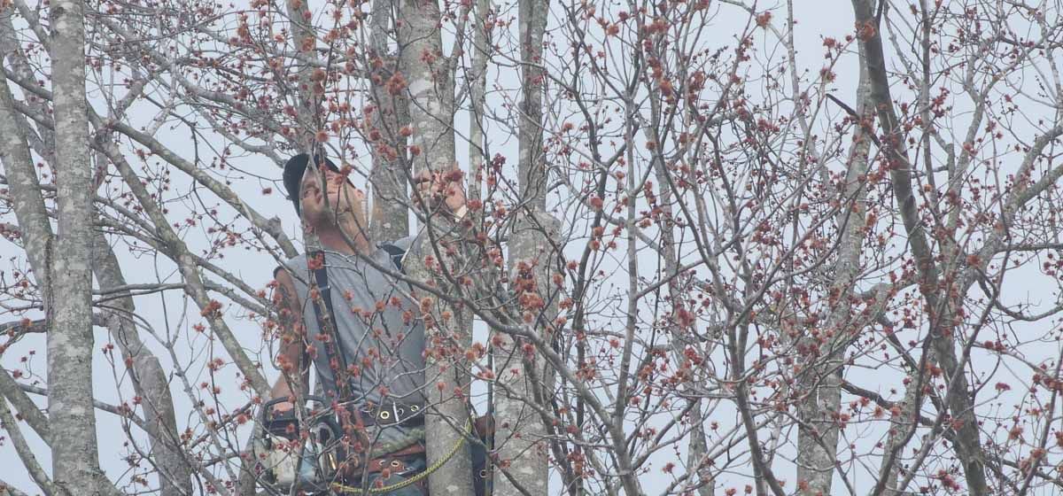 A person in a gray shirt climbs a tree with branches and brown buds against a gray sky.