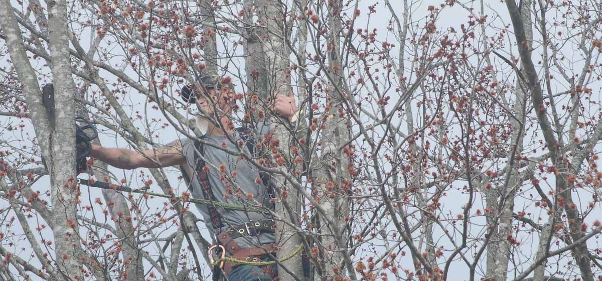 Person climbing a tree, wearing hunting attire. Overcast sky, barren branches with reddish buds.
