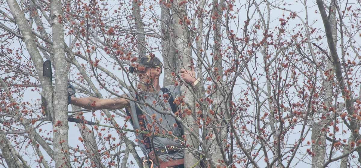 Person in camouflage gear in tree, possibly hunting, surrounded by branches with small leaves.