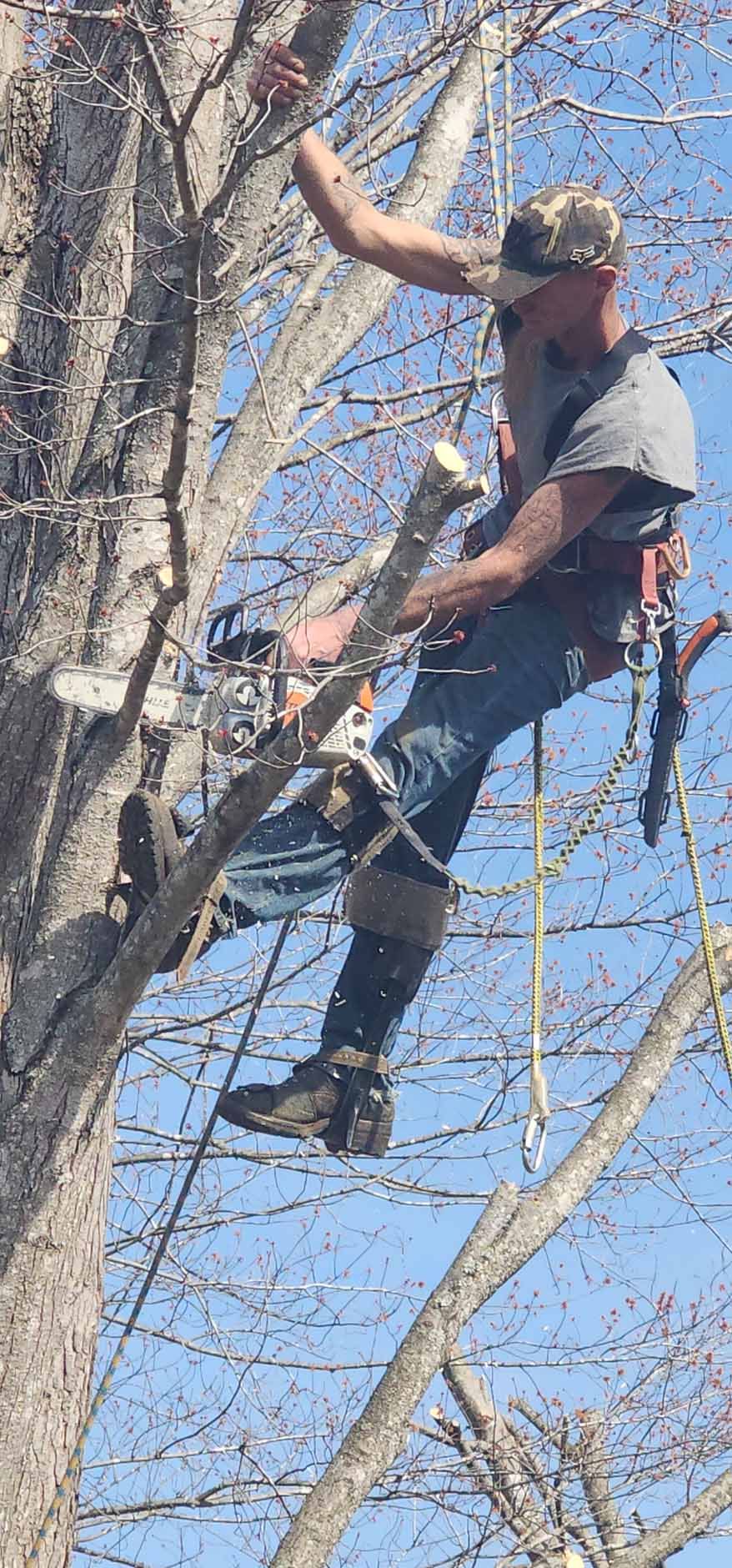 A man in a camouflage hat and jeans trims a tree from a harness high in the branches.