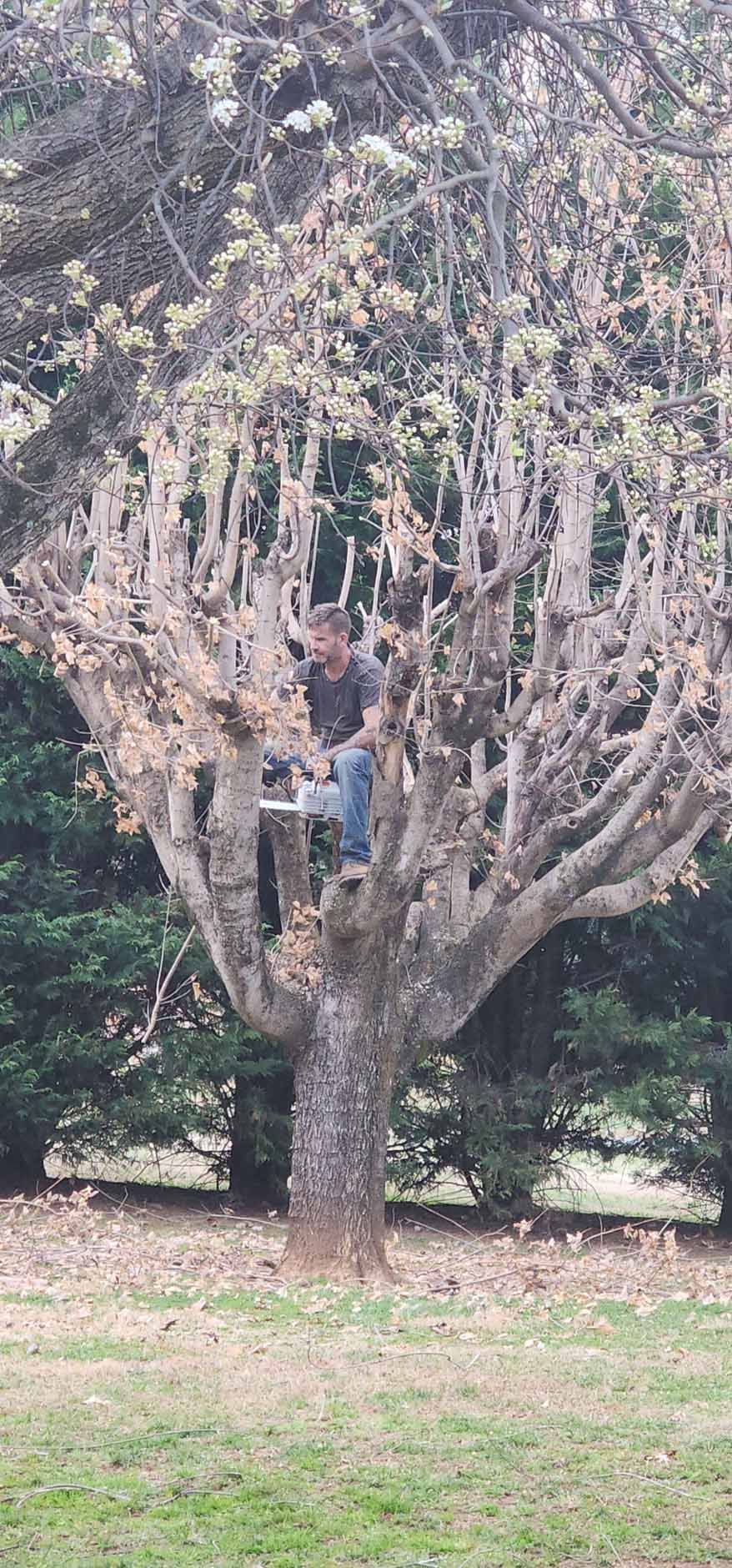 A man sitting in a tree, wearing jeans and a dark top. He is inside a tree with cut limbs.