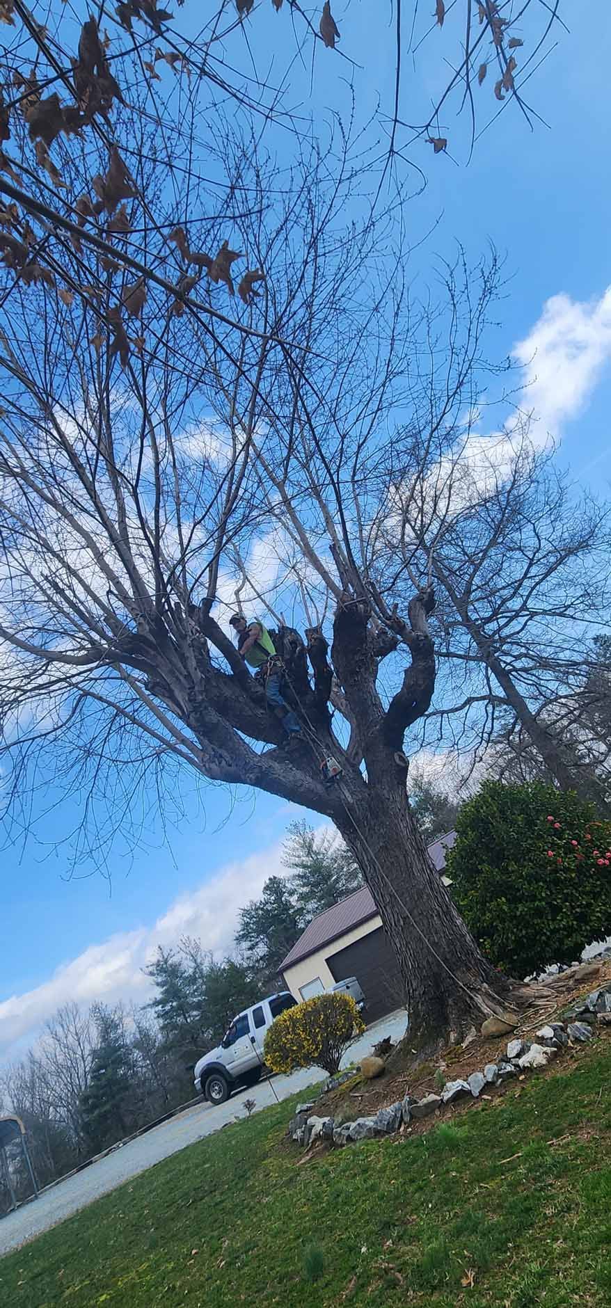 A large tree with bare branches against a blue sky, with a house and a truck visible.