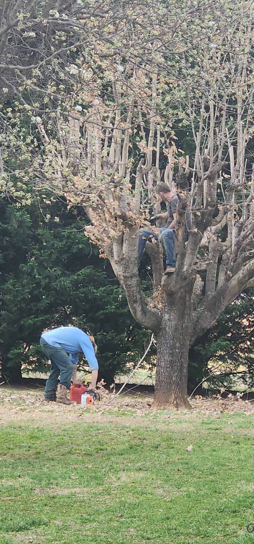 Two people pruning a tree. One is using a chainsaw, the other is perched in the branches.