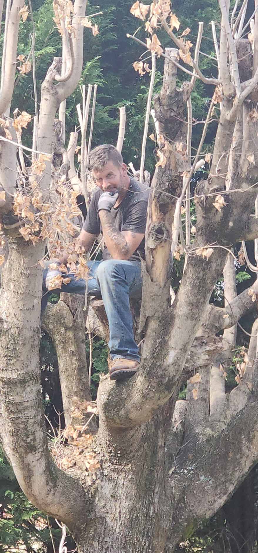 Man in a tree, pruning branches, wearing blue jeans and boots.