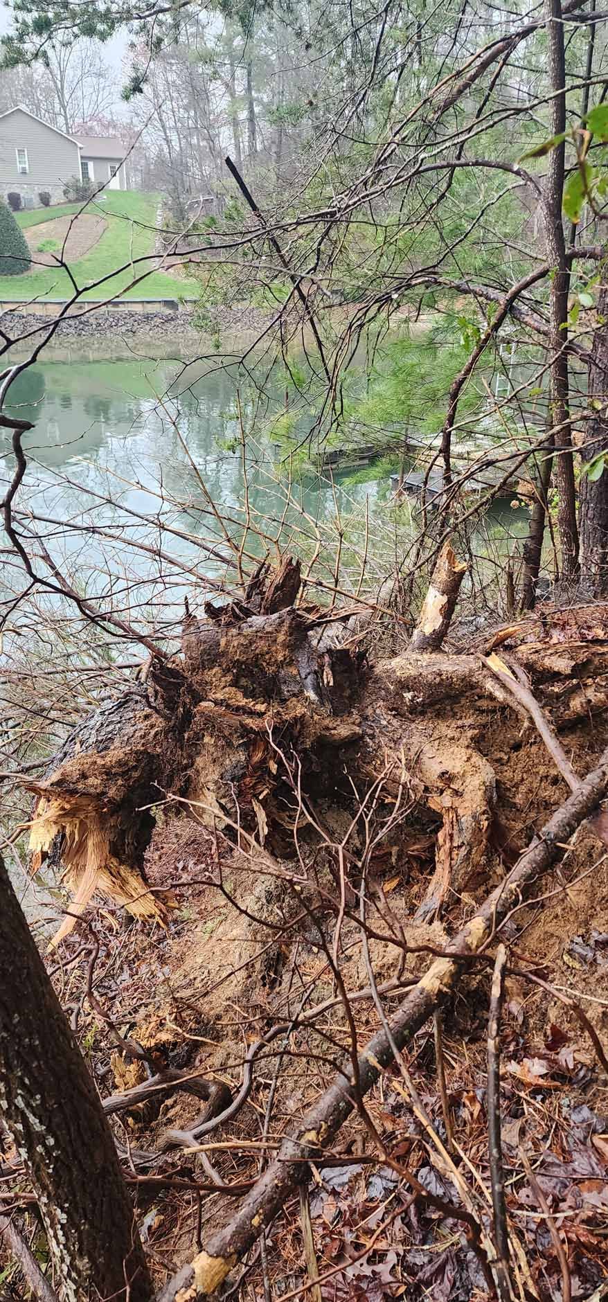 A natural scene of trees and a pond. The scene is blurred and the colors are muted.