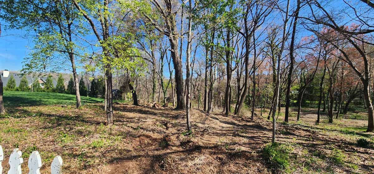Trees in a wooded area with brown ground, a white fence, and a blue sky.
