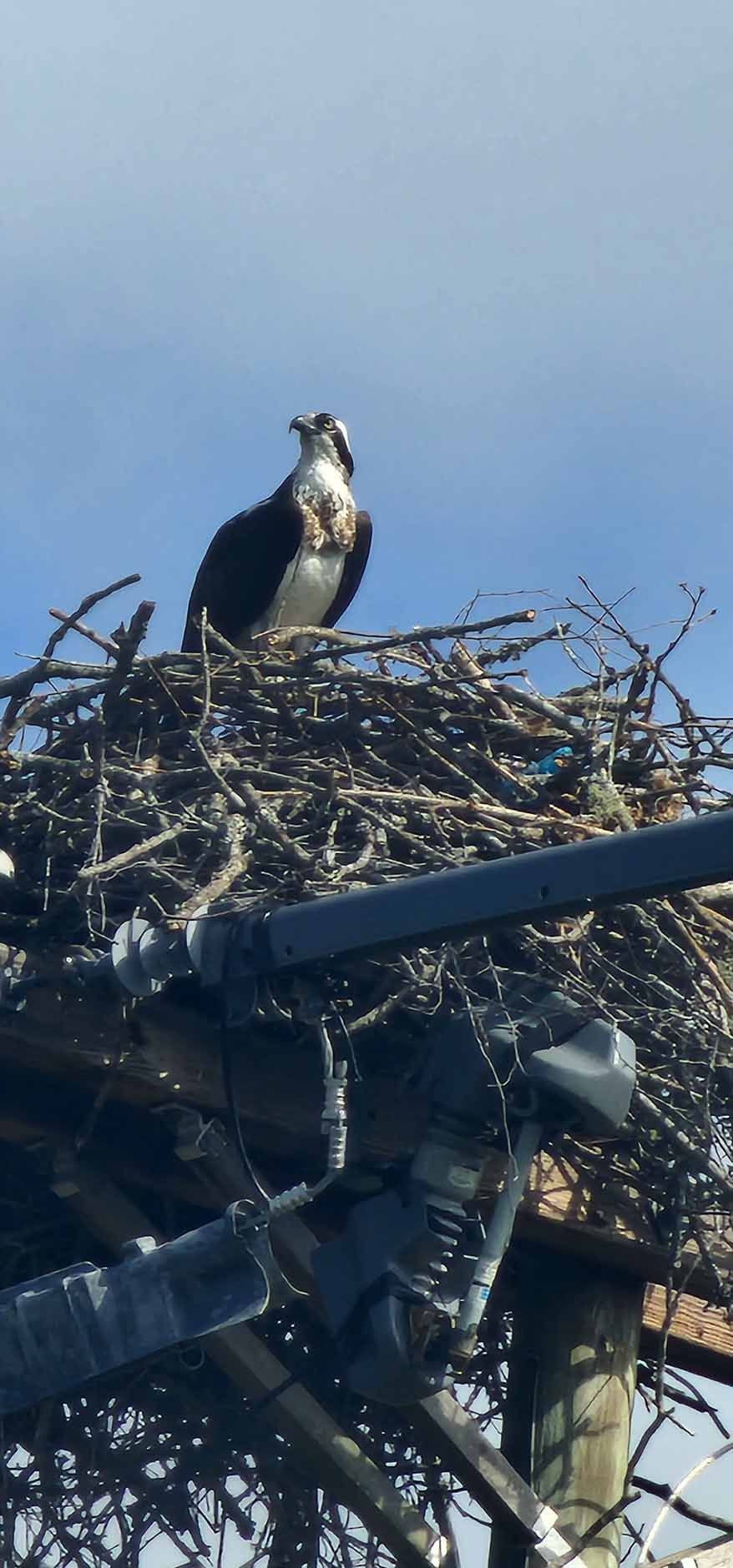 An osprey sits in its nest, perched high on a structure, against a blue sky.