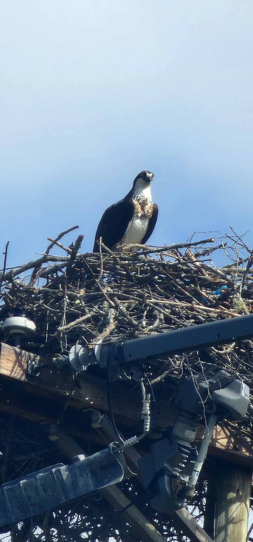 An osprey perched in a nest on utility pole; blue sky background.