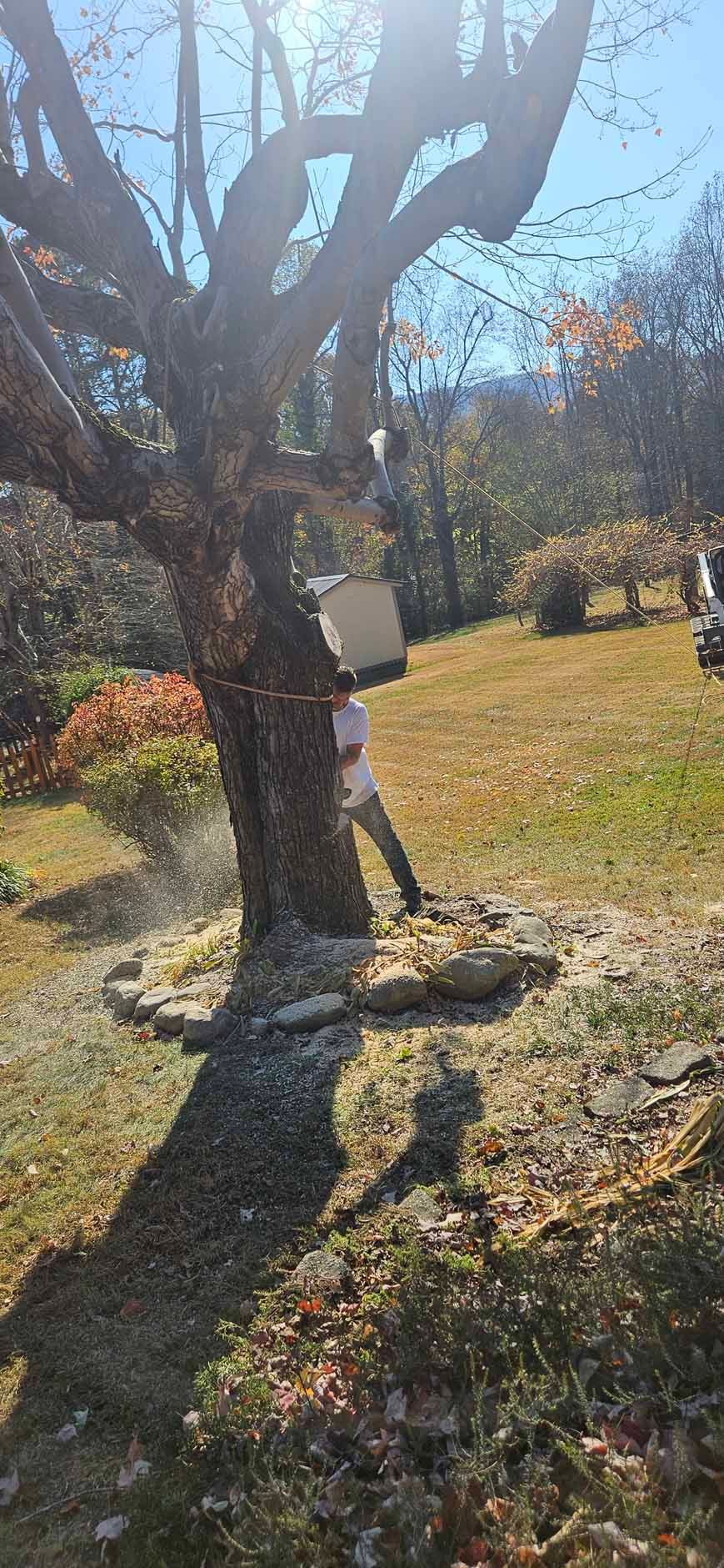 Person hiding a white box behind a tree on a sunny day.