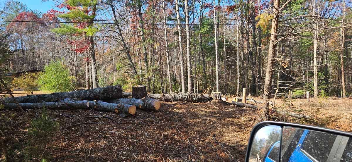 Logs lie on the ground; trees in a wooded area. A blue vehicle side mirror is in the bottom right corner.