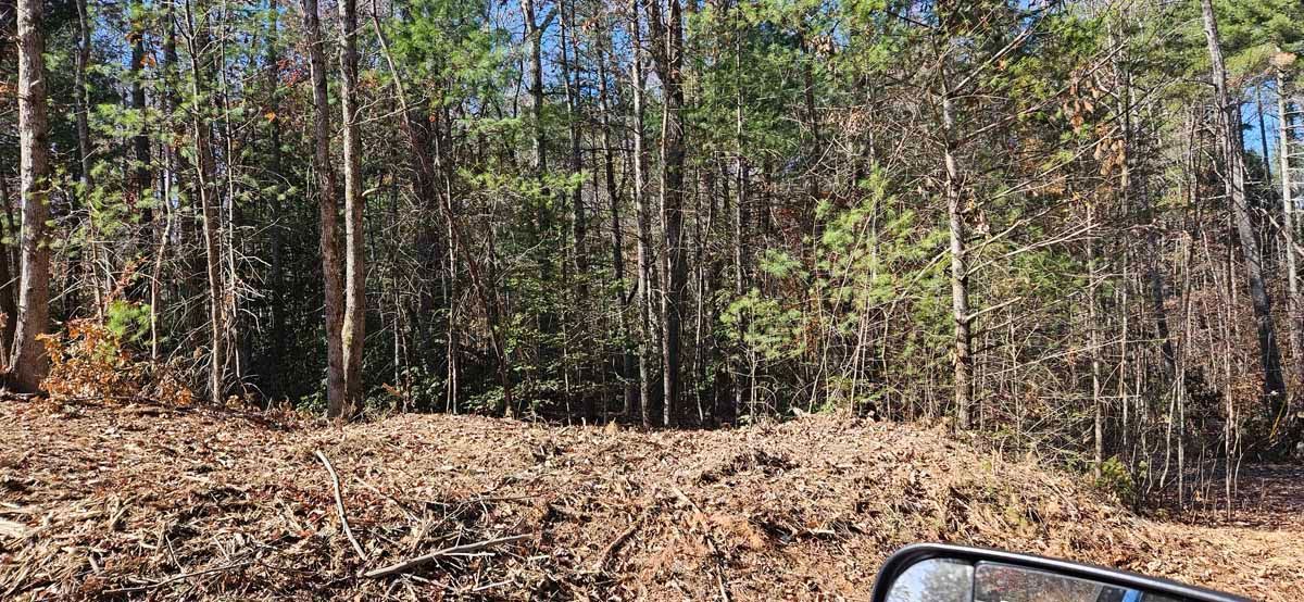 View of a forest with brown and green trees. Fallen leaves cover the ground.