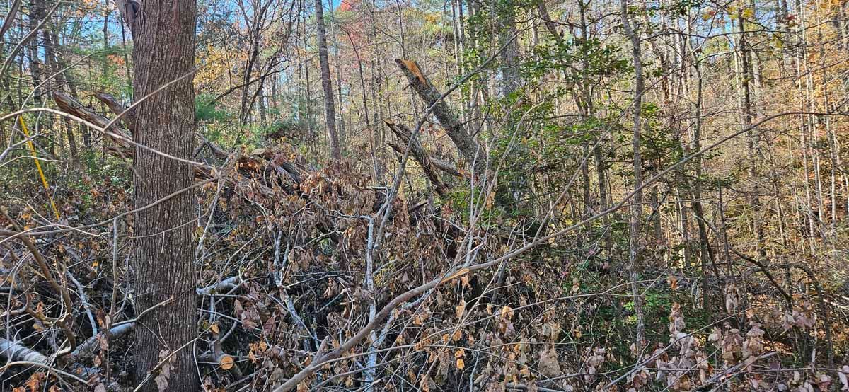 Forest scene with dead branches in foreground, trees and green foliage in background.