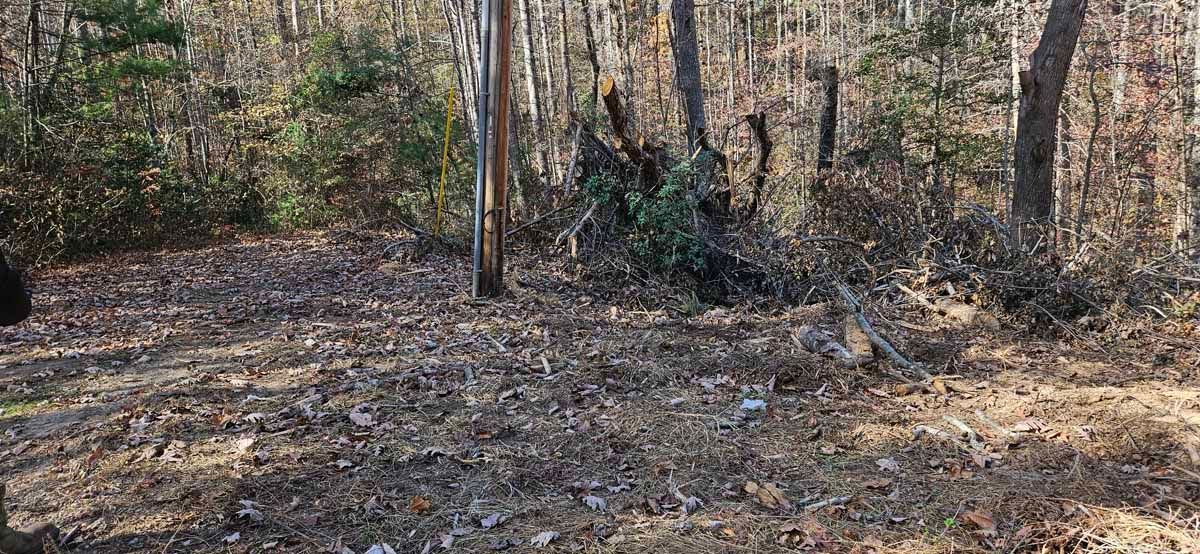Forest scene with leaf-covered ground, trees, and a utility pole.