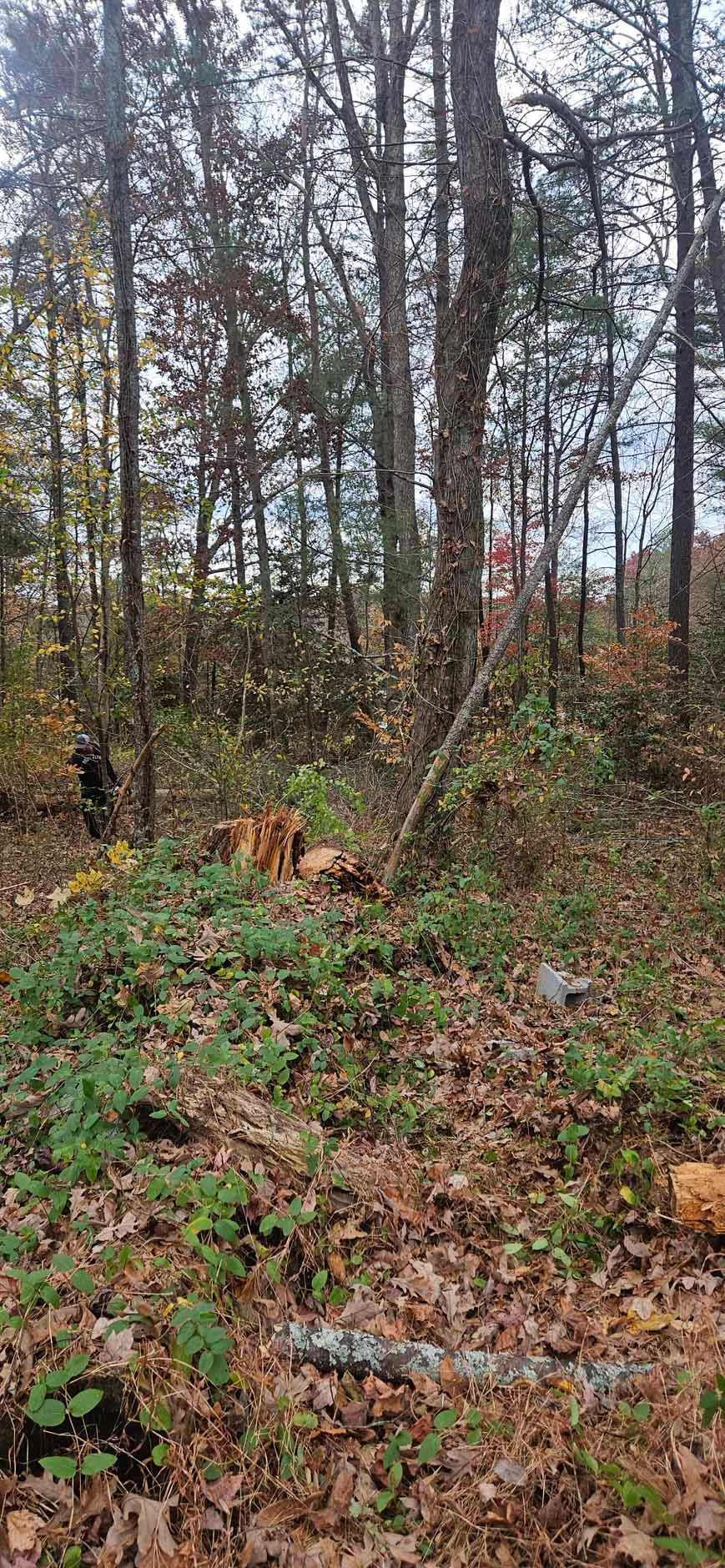 Forest scene with trees, fallen logs, and brown leaves on the ground.