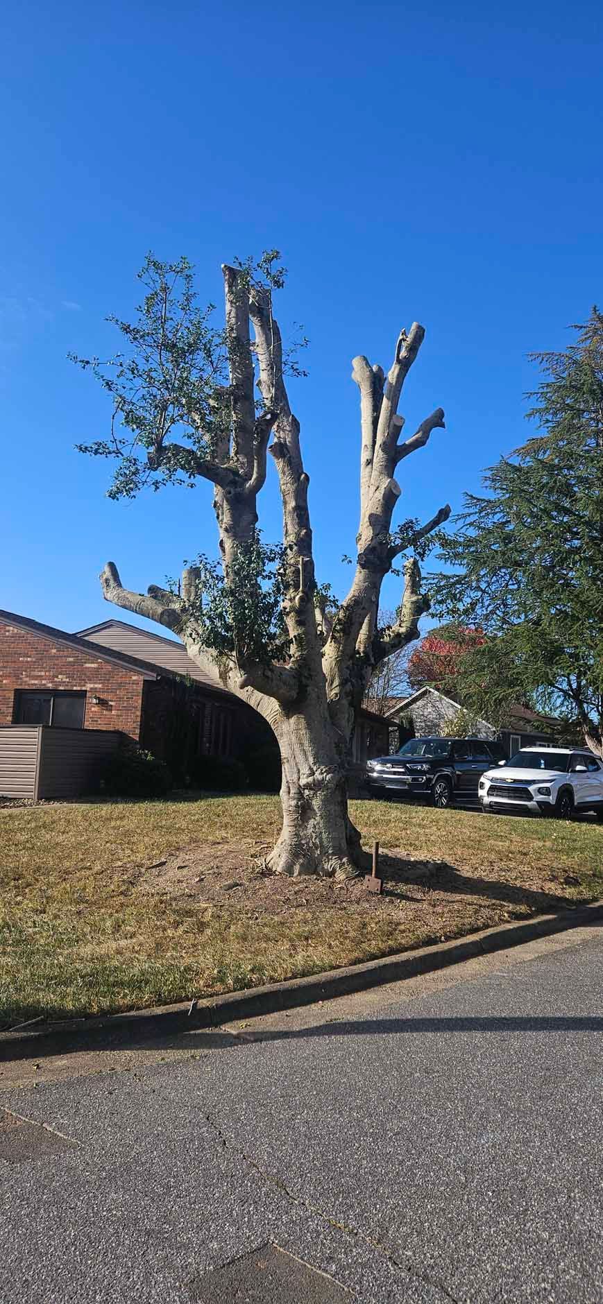 A tree with chopped limbs stands in front of a building and parked cars on a sunny day.