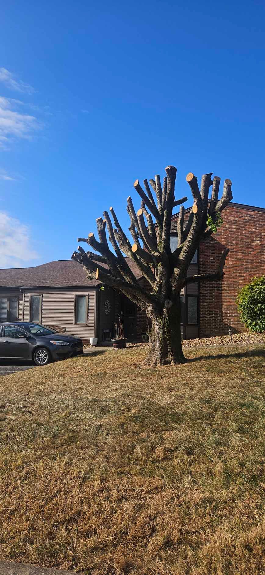 A severely trimmed tree stands in front of a house. A car is parked on the left. The grass is brown. Bright blue sky.