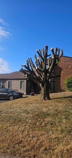 A tree with its branches cut, in front of a house and car, under a blue sky.