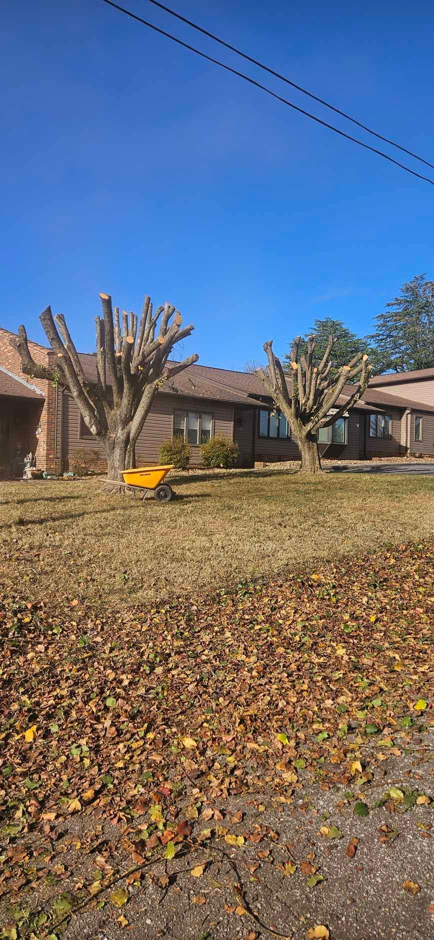 Bare trees in front of a brick house with dead leaves on the ground under a bright blue sky.