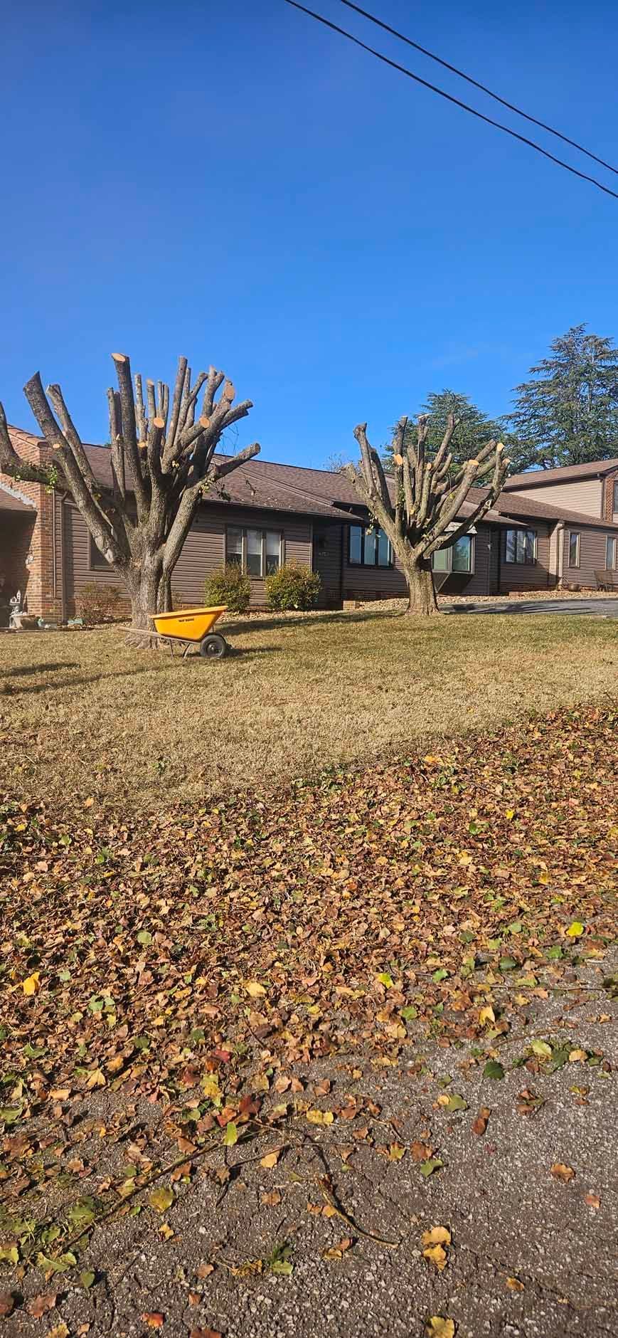 A house with cut-back trees in front, covered in brown leaves, under a blue sky.