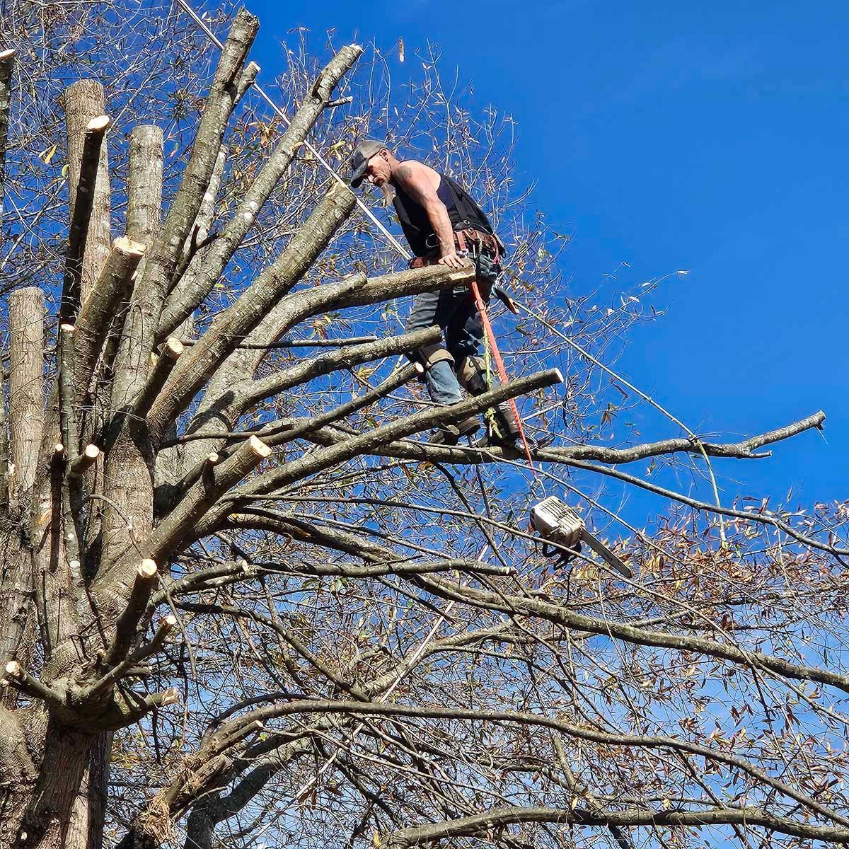 Man in tree, cutting branches with a chainsaw, blue sky in background.