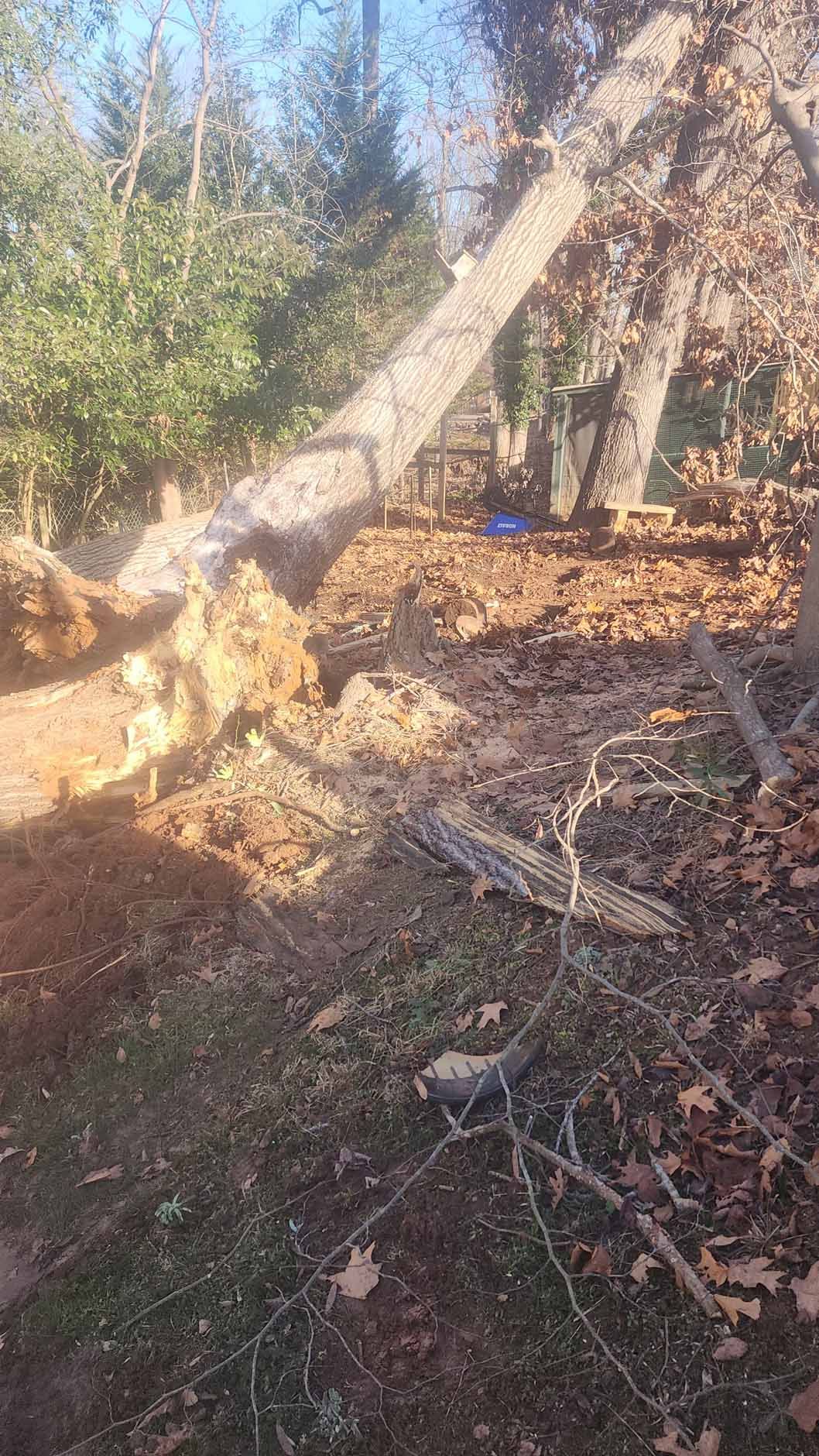 Fallen tree, roots exposed, lies on a pile of leaves and dirt in a wooded area.