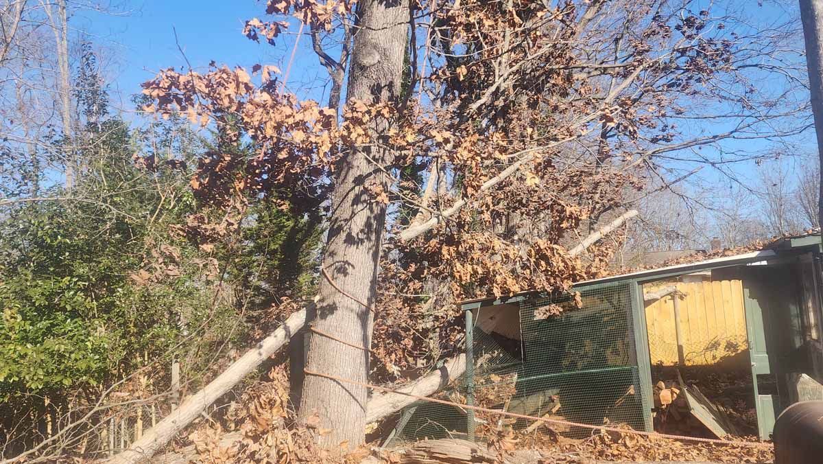 Large tree with brown leaves next to a small, yellow shed in a wooded area.