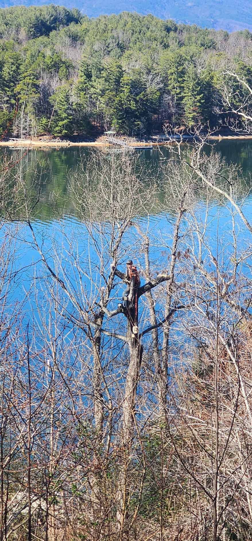 A person sits in a tree, overlooking a blue lake and forest, bright day.