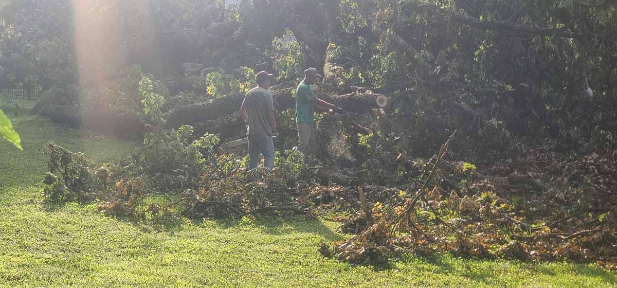 Two people standing near a pile of vegetation, likely outdoors on a sunny day.