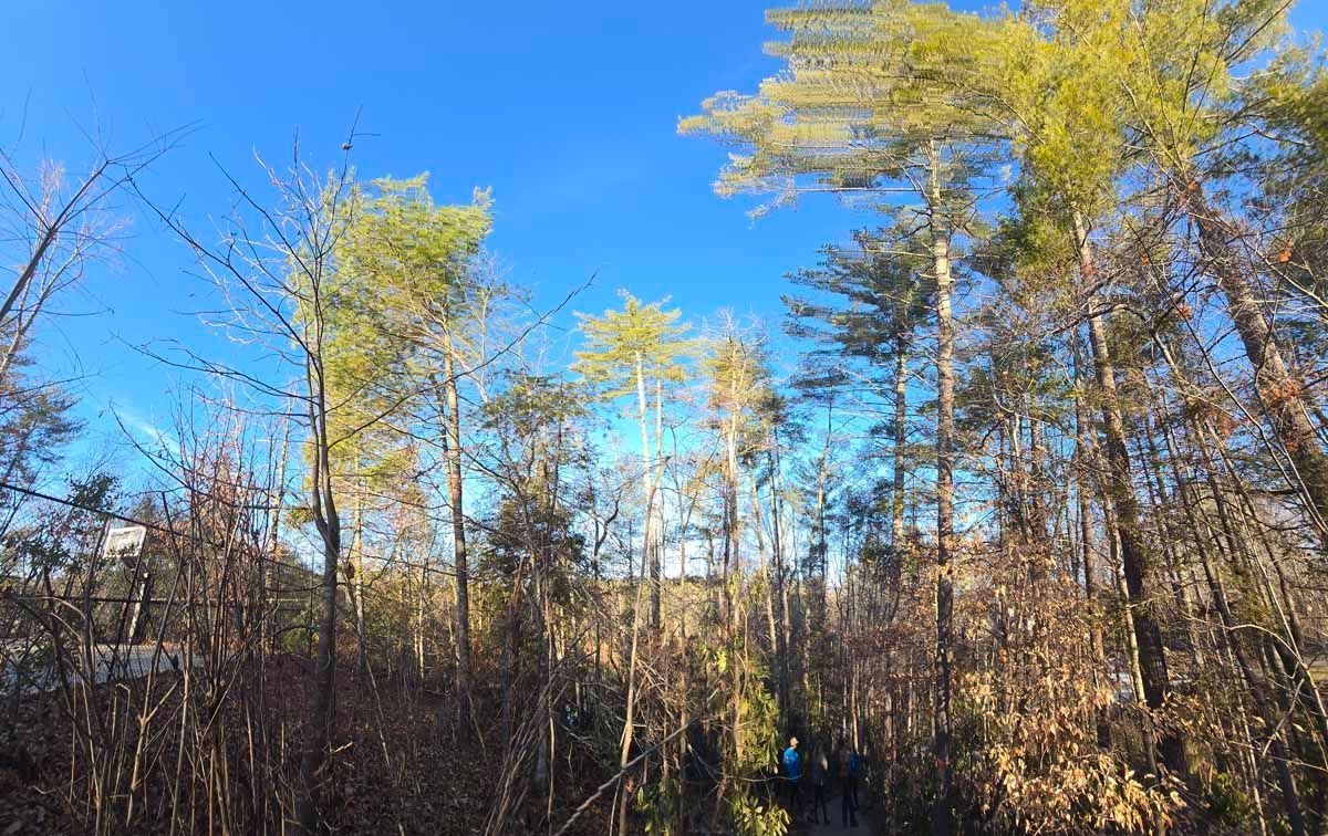 Tall trees with green and yellow leaves against a blue sky; a path through the woods.