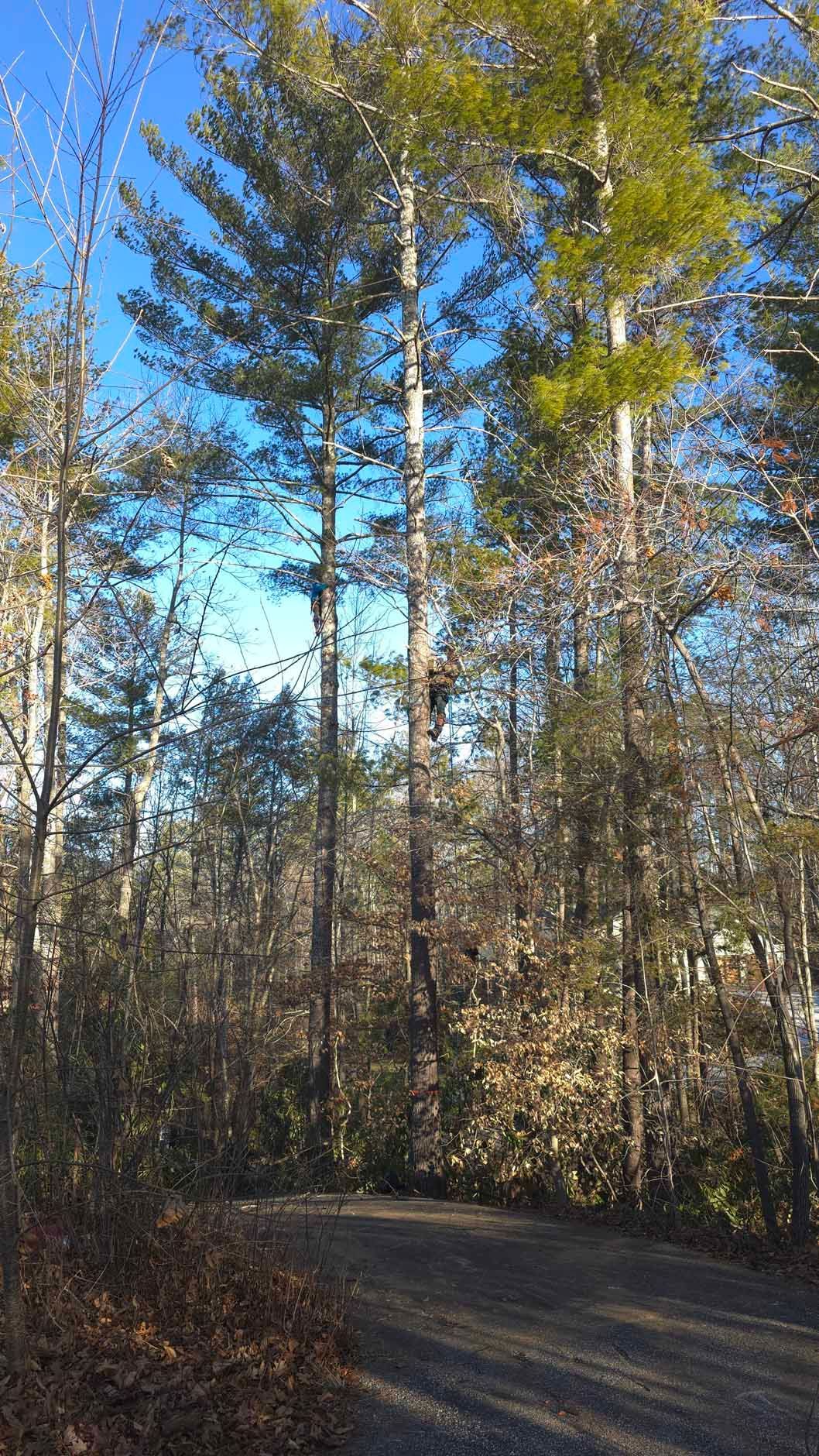 Tall pine trees line a dirt road under a clear blue sky.