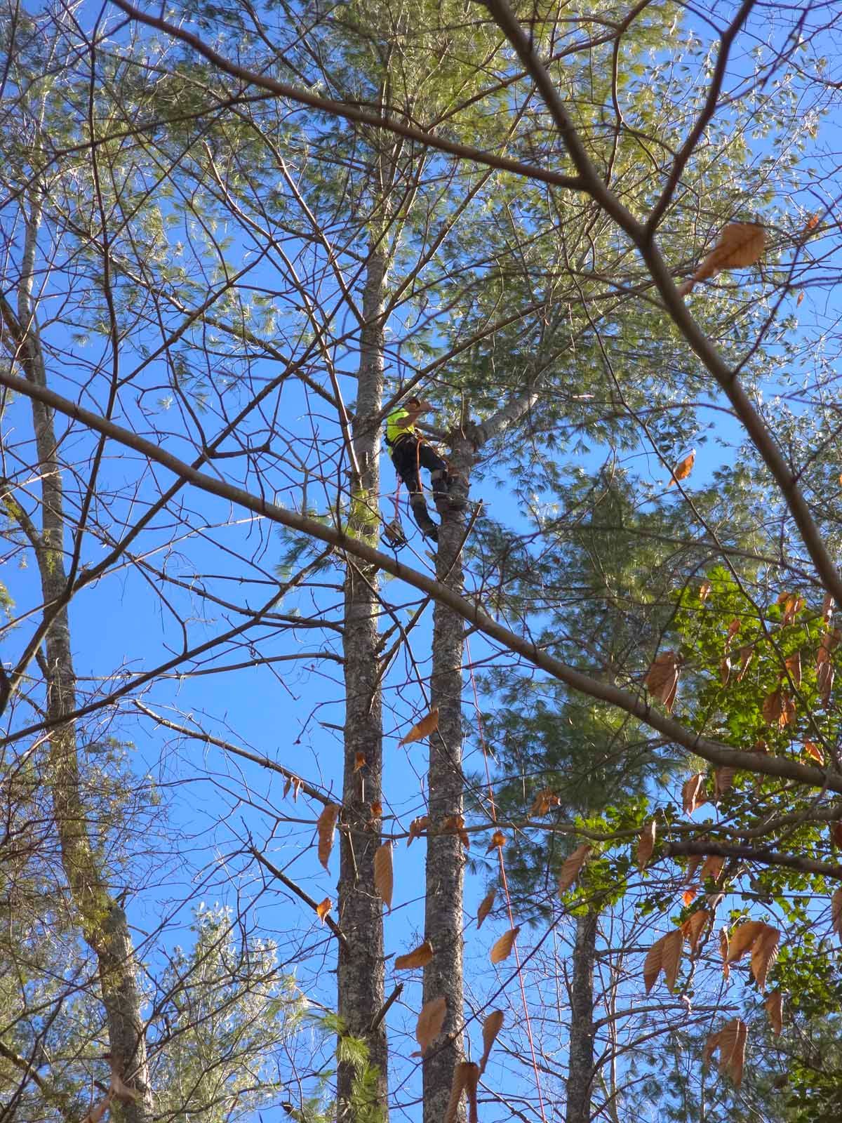 Arborist in a tall pine tree, blue sky.