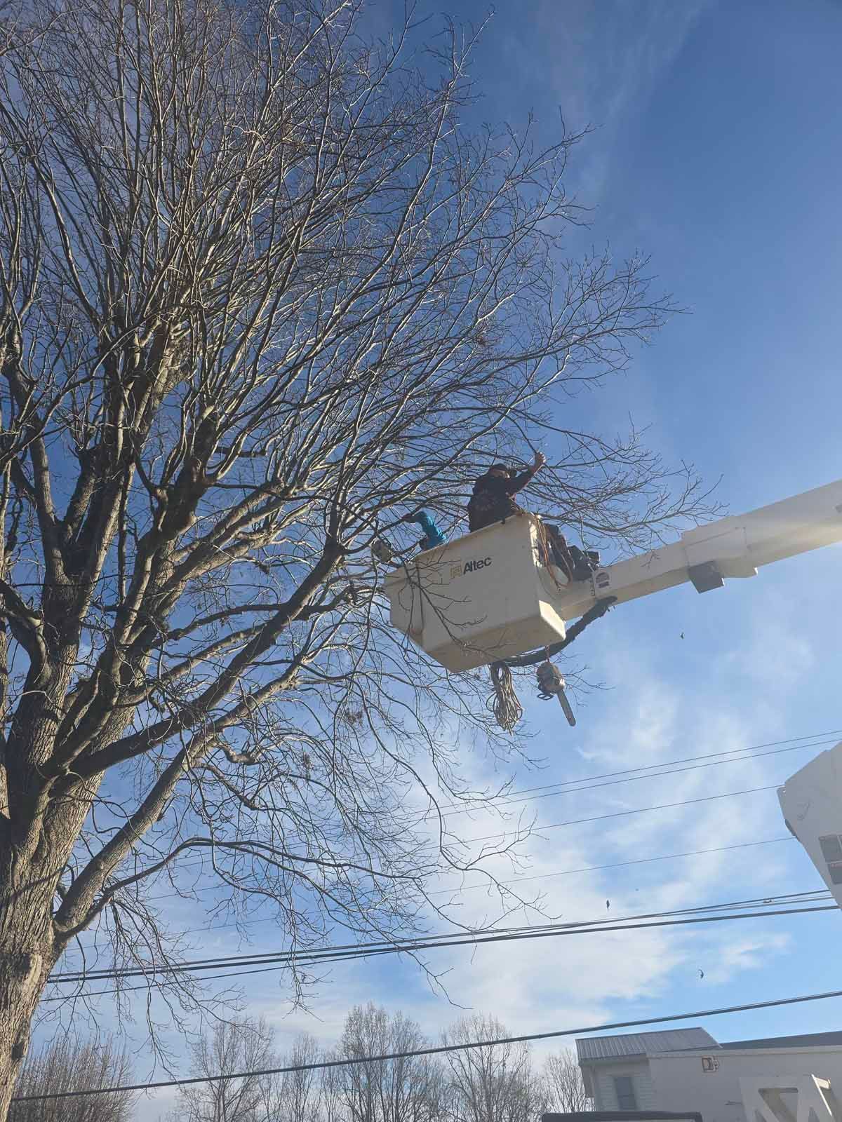 Person in a bucket lift trimming branches of a bare tree against a blue sky.