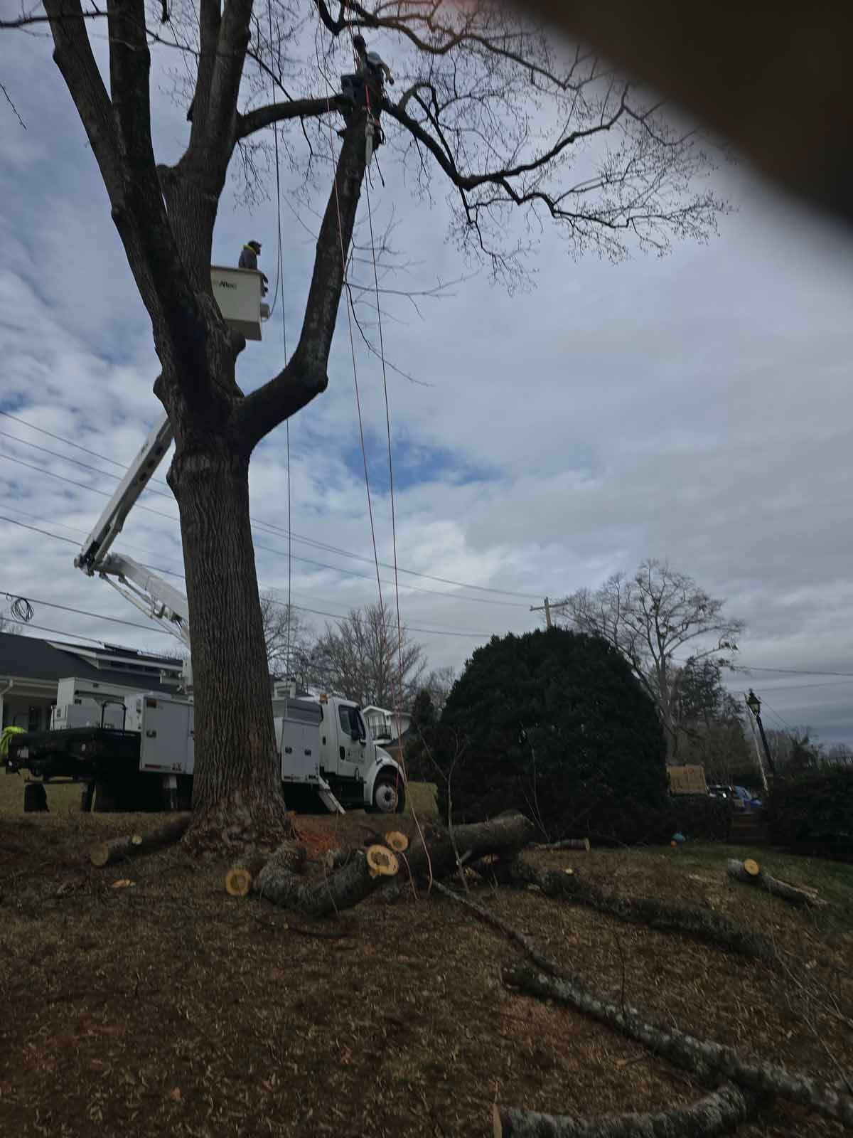 Tree trimming in progress; worker in bucket truck trimming tree branches. Truck and cut branches on the ground. Overcast sky.